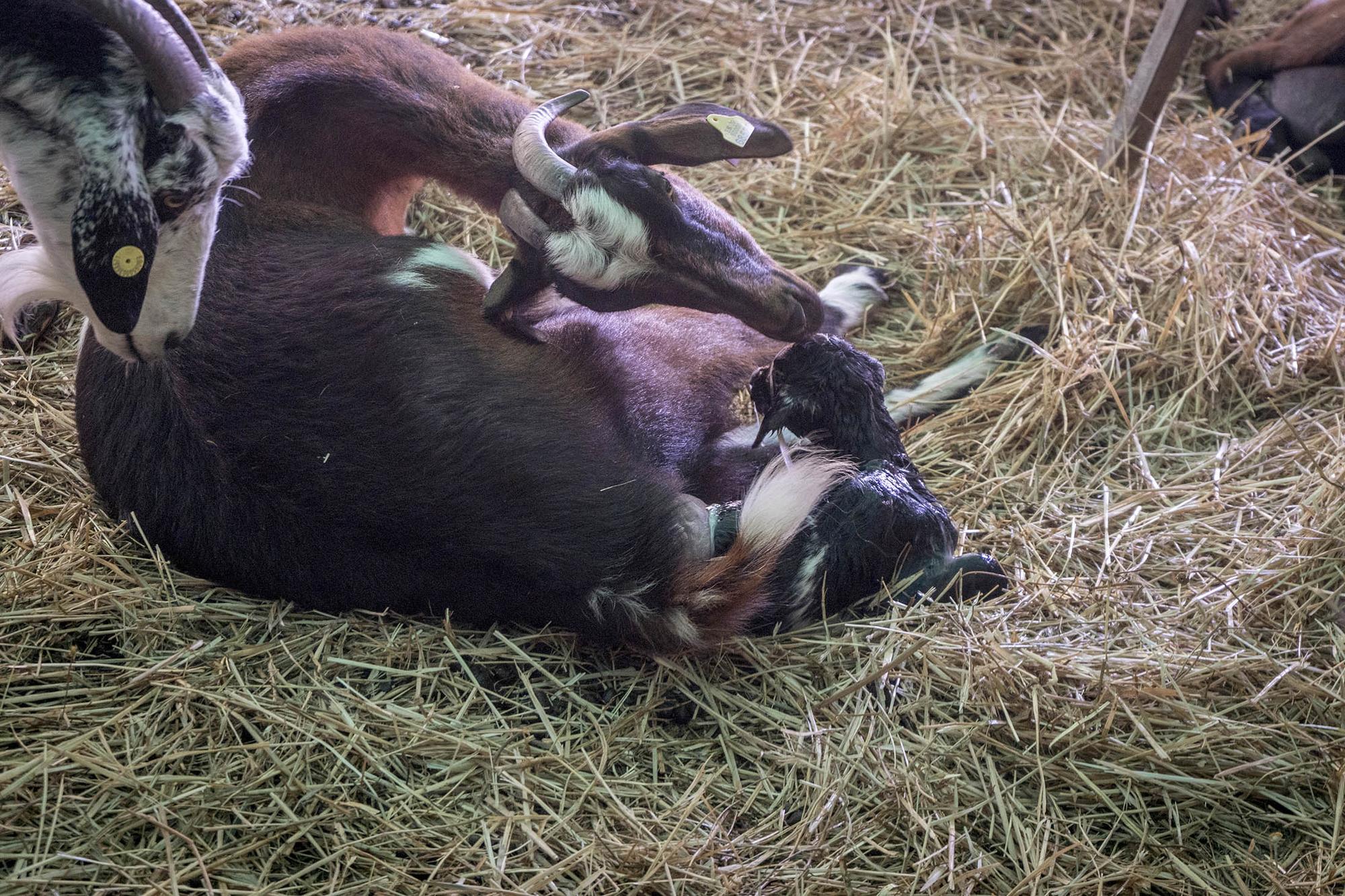 Galeria Mujeres ganaderas  - 3